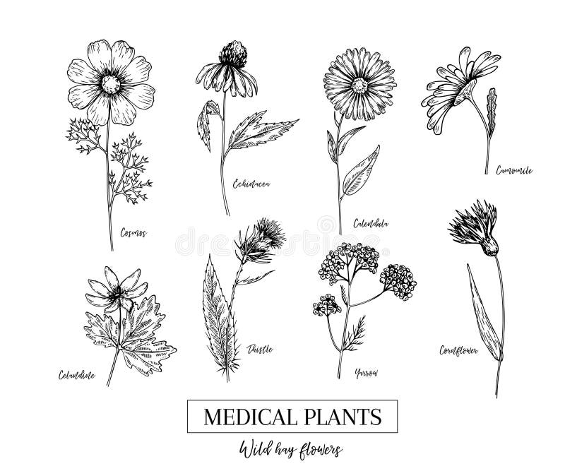 手拉的狂放的干草花医疗草本和植物金盏草 春黄菊 矢车菊 白屈菜 波斯菊 欧蓍草向量例证 插画包括有设计 手拉的狂放的干草花医疗草本和植物金盏草 春黄菊 矢车菊 白屈菜 波斯菊 欧蓍草向量例证 插画包括有设计