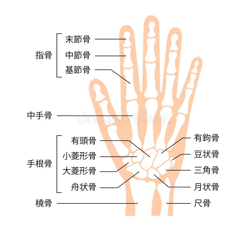 手骨扁平向量图解人体解剖向量例证 插画包括有日语 查出 带状闪长岩 密集队 传记 半月形