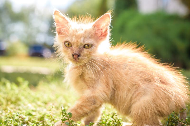 室外老病的流动的鼻涕流鼻水无家可归的猫的宠物库存照片 图片包括有