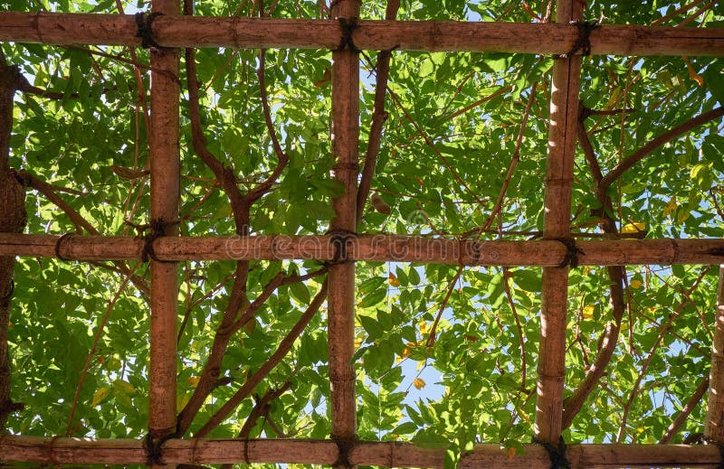 支撑丽安娜树的竹棚架 日本库存照片 图片包括有详细资料 眺望台 藤本植物 绿色 油漆