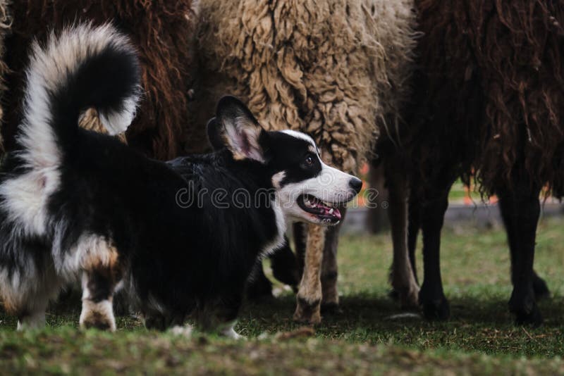 放牧本能对狗的运动标准 一只漂亮聪明的牧羊犬 彭布罗克黑库存图片 图片包括有彭布罗克 红色 放牧本能对狗的运动标准 一只漂亮聪明的牧羊犬 彭布罗克黑库存图片 图片包括有彭布罗克 红色