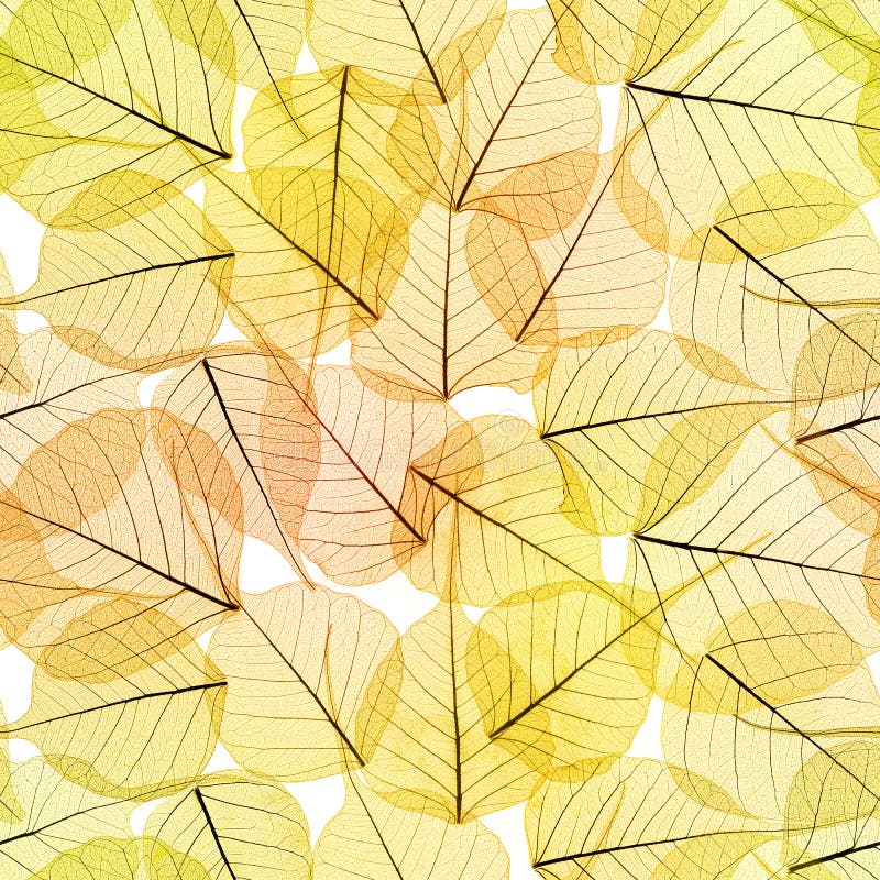 无缝的背景 秋叶样式库存照片 图片包括有无缝 花卉 特写镜头 电池 化石 绿色 环境