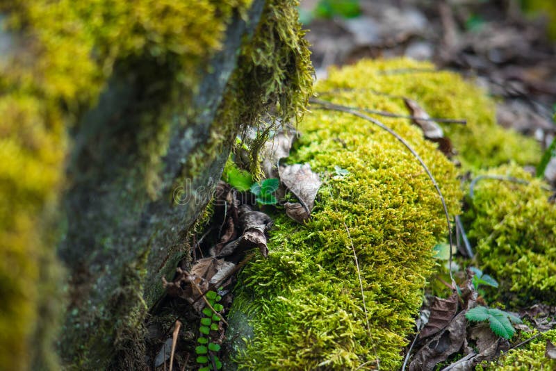 日光水滴石地上新鲜绿苔的特写库存图片 图片包括有背包 岩石 建筑 本质 纹理 结构树