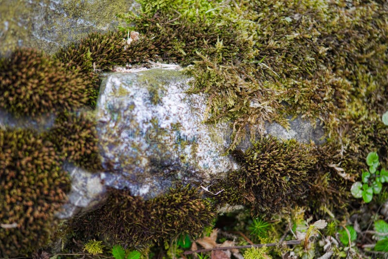 日光水滴石地上新鲜绿苔的特写库存图片 图片包括有背包 岩石 建筑 本质 纹理 结构树