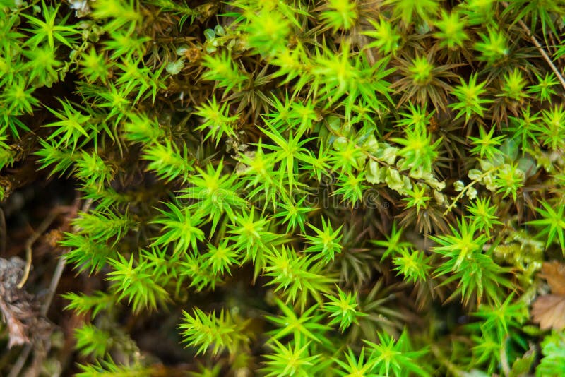 日光水滴石地上新鲜绿苔的特写库存图片 图片包括有背包 岩石 建筑 本质 纹理 结构树 日光水滴石地上新鲜绿苔的特写库存图片 图片包括有背包 岩石 建筑 本质 纹理 结构树