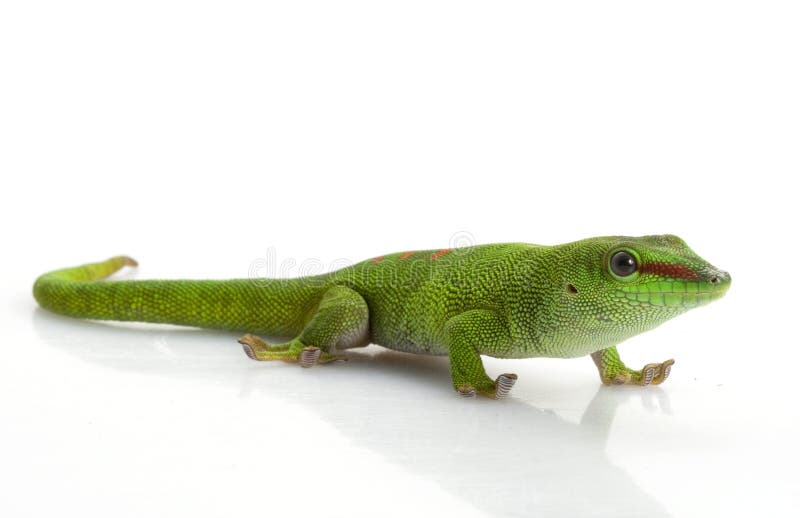 日壁虎巨人库存照片 图片包括有空间 敌意 爬行 五颜六色 绿色 蜥蜴 空白 动物学 查出
