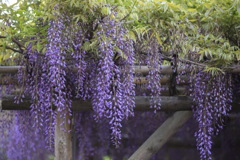 日本东京神社小板上挂紫藤花节库存照片 图片包括有绿色 日本 面板 绽放 节日 深度 新鲜 日本东京神社小板上挂紫藤花节库存照片 图片包括有绿色 日本 面板 绽放 节日 深度 新鲜