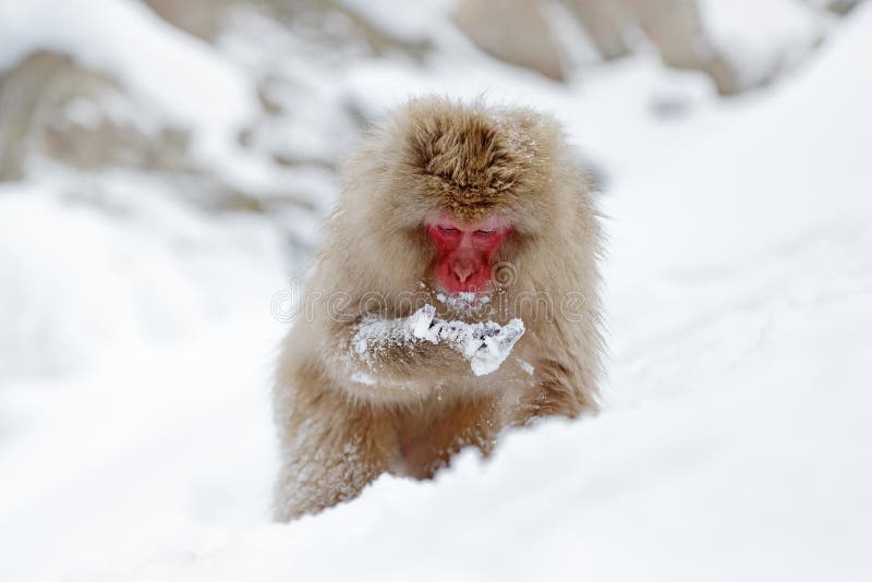 日本北海道 雪地上的猕猴库存图片 图片包括有聚会所 观察 单独的 敌意 游泳 眼睛 日语 日本北海道 雪地上的猕猴库存图片 图片包括有聚会所 观察 单独的 敌意 游泳 眼睛 日语