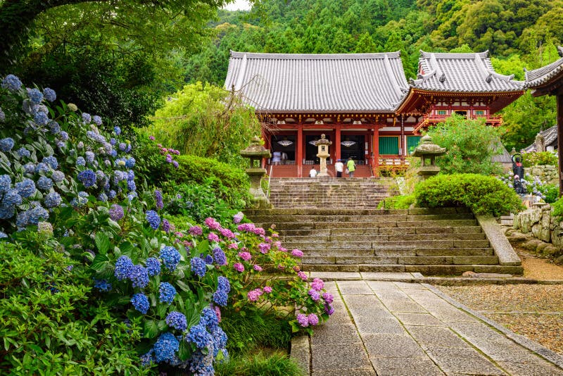 日本奈良市夏季粉色绣球花库存图片 图片包括有公园 夏天 八仙花属 天气 绿叶 寺庙 工厂 日本奈良市夏季粉色绣球花库存图片 图片包括有公园 夏天 八仙花属 天气 绿叶 寺庙 工厂