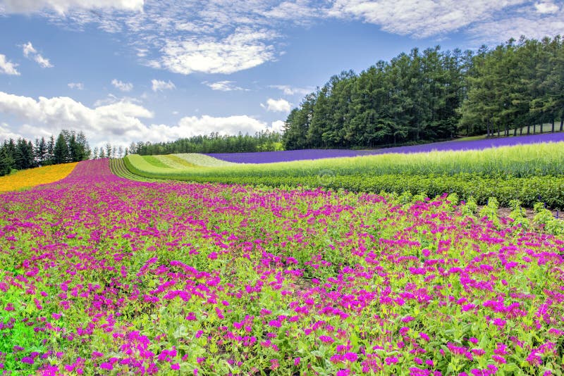 日本北海道富良野富田农场夏季彩花园库存图片 图片包括有颜色 字段 绽放 横向 聚会所 五颜六色