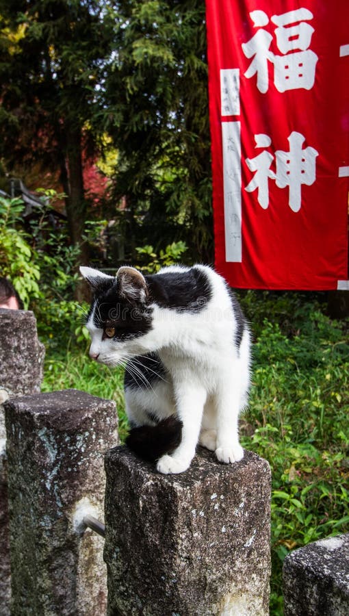 日本猫编辑类库存图片 图片包括有叶子 宗教信仰 自然 橙色 日语 秋天 艺术 文化 日本猫编辑类库存图片 图片包括有叶子 宗教信仰 自然 橙色 日语 秋天 艺术 文化