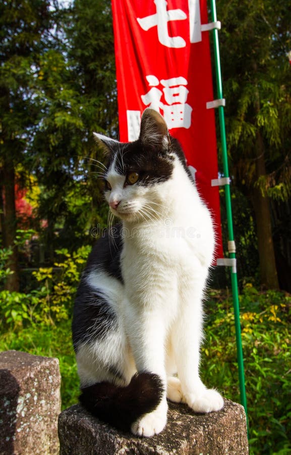 日本猫编辑类库存图片 图片包括有叶子 宗教信仰 自然 橙色 日语 秋天 艺术 文化