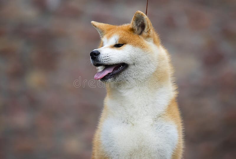日本秋田犬库存照片 图片包括有年轻 室外 夏天 国内 纵向 外面 日本 背包 交配动物者 日本秋田犬库存照片 图片包括有年轻 室外 夏天 国内 纵向 外面 日本 背包 交配动物者