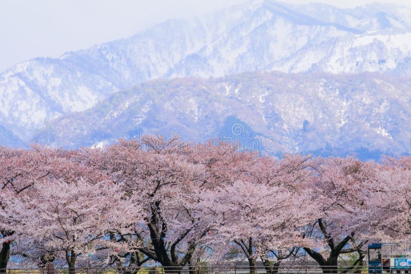 日本阿尔卑斯山脉背景的樱花树或樱花 富山县朝日镇库存图片 图片包括有安静 自然 粉红色 聚会所