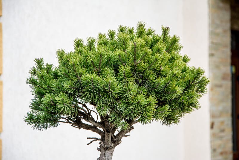 日照下盆栽松盆景小装饰松库存照片 图片包括有室内植物 本质 绿色 艺术 日语 增长 日照下盆栽松盆景小装饰松库存照片 图片包括有室内植物 本质 绿色 艺术 日语 增长