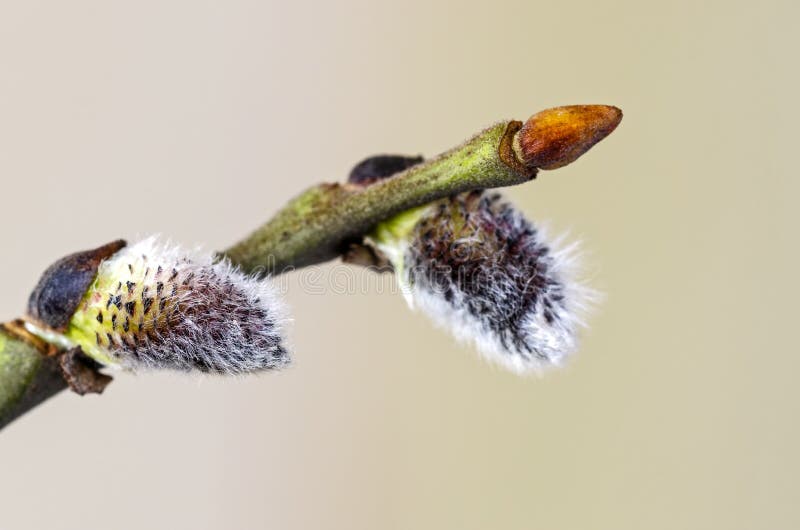 褪色柳开花库存图片 图片包括有开花的 特写镜头 森林 可以 生活 新鲜 行军 关闭 褪色柳开花库存图片 图片包括有开花的 特写镜头 森林 可以 生活 新鲜 行军 关闭