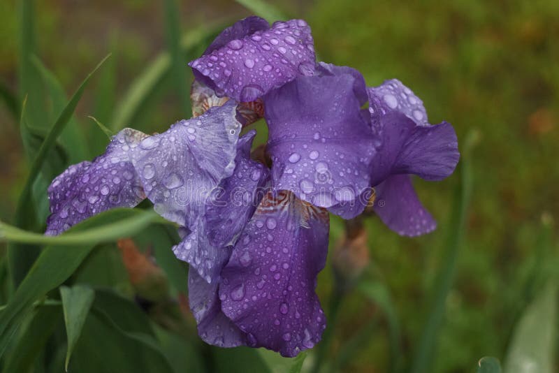 明紫蓄须复古鸢尾花 夏天雨后露滴紫花鸢尾库存图片 图片包括有露水 关闭 花瓣 减速火箭 明紫蓄须复古鸢尾花 夏天雨后露滴紫花鸢尾库存图片 图片包括有露水 关闭 花瓣 减速火箭