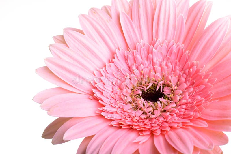 春天开的粉色非洲菊白色背景上美丽的单花库存照片 图片包括有背包 花束 新鲜 植物群 雏菊
