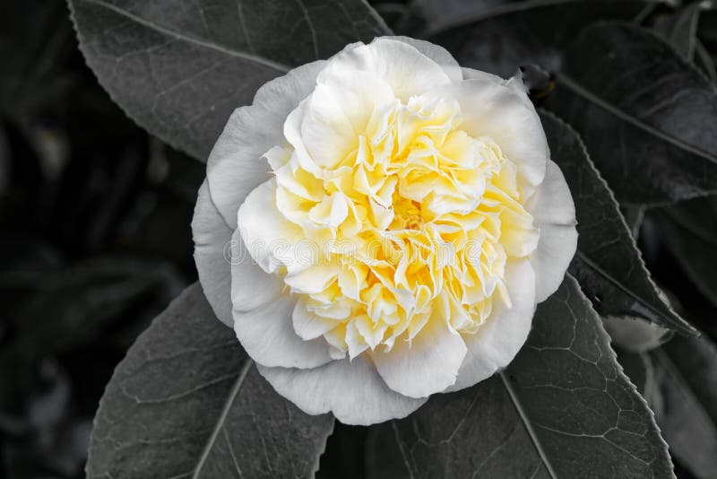 白茶花库存图片 图片包括有女衬衫 庭院 绿色 春天 开花 花卉 山茶花 英国 花瓣