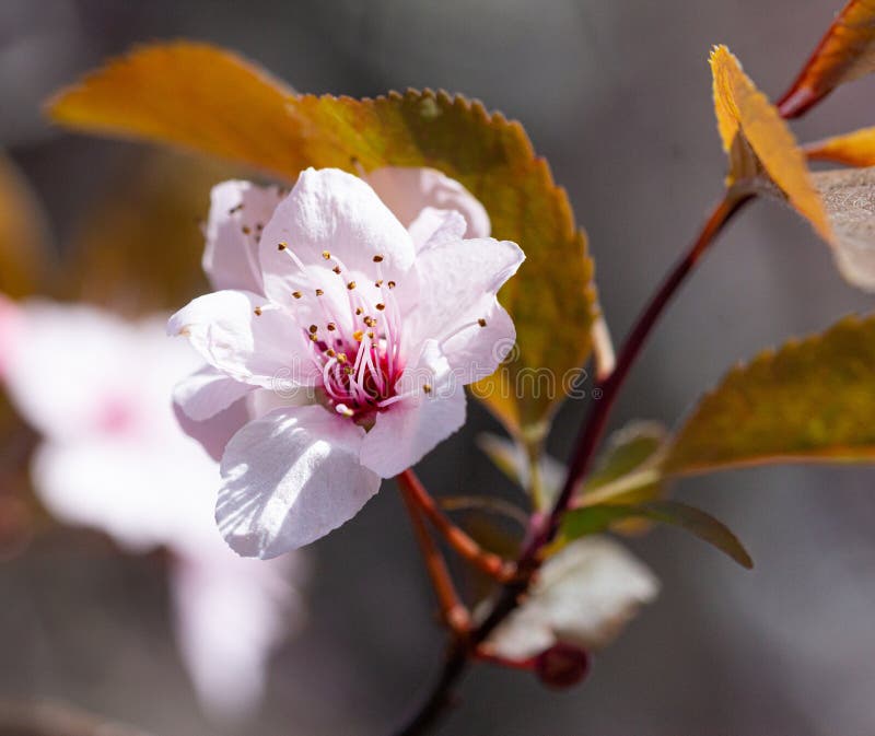 春枝樱梅树花背景模糊与复制空间的画像库存图片 图片包括有本质 新鲜 樱桃 复制 重点 特写镜头 春枝樱梅树花背景模糊与复制空间的画像库存图片 图片包括有本质 新鲜 樱桃 复制 重点 特写镜头