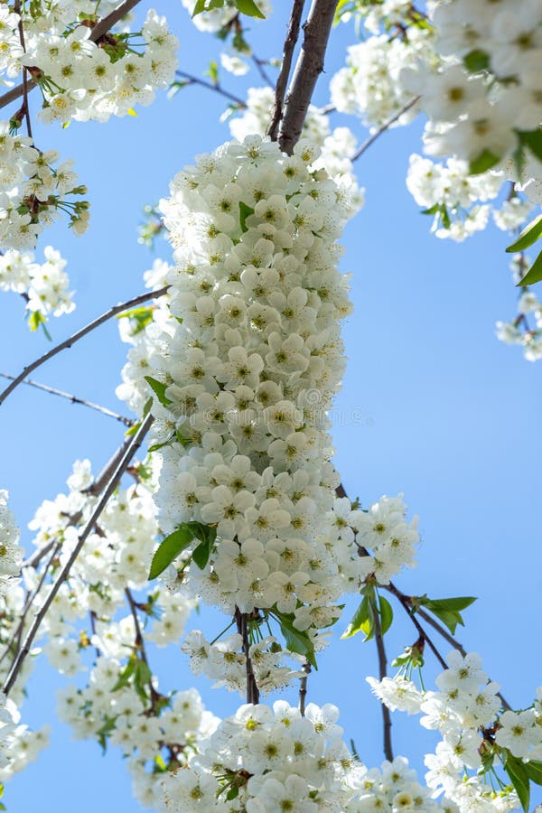 春树白密花库存照片 图片包括有开花 森林 植物群 五颜六色 空白 庭院 背包 浪漫