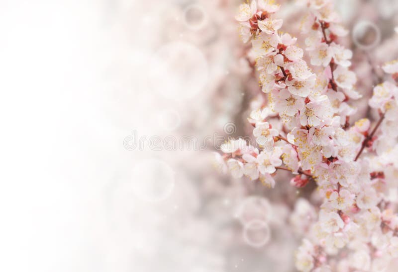 春色背景中的粉红色花朵粉花的春边背景库存图片 图片包括有季节 招标 复活节 粉红色 植物群 春色背景中的粉红色花朵粉花的春边背景库存图片 图片包括有季节 招标 复活节 粉红色 植物群