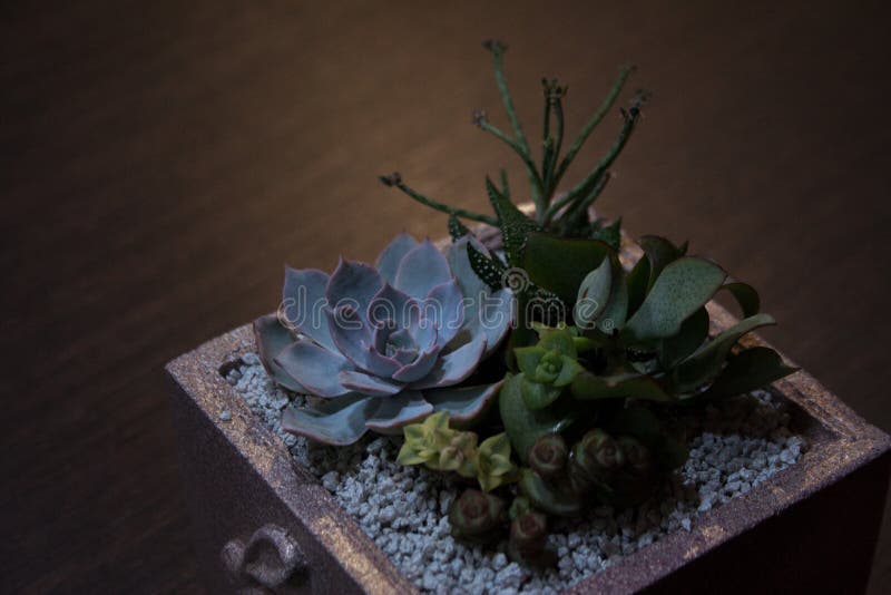 暗木背景方形容器中的多肉植物组合物库存照片 图片包括有本质 具体 晚上 自然 容器 构成 暗木背景方形容器中的多肉植物组合物库存照片 图片包括有本质 具体 晚上 自然 容器 构成