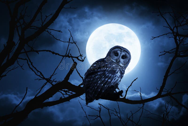 night owl person night owl person