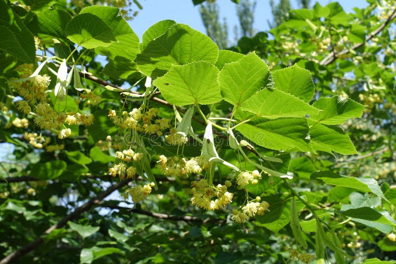 6月中旬的林登钟花库存照片 图片包括有植物群 弄脏 结构树 绿色 花期 绿叶 四季不断