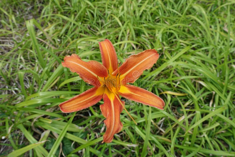 7月份的黄花库存照片 图片包括有绿色 季节 工厂 象草 弄脏 雄芯花蕊 花期 花圃 7月份的黄花库存照片 图片包括有绿色 季节 工厂 象草 弄脏 雄芯花蕊 花期 花圃