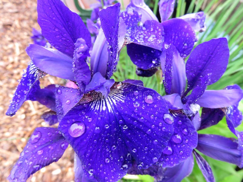春雨中的紫鸢尾花瓣库存图片 图片包括有虹膜 春天 绿色 紫色 开花 本质 庭院 可以 173 春雨中的紫鸢尾花瓣库存图片 图片包括有虹膜 春天 绿色 紫色 开花 本质 庭院 可以 173