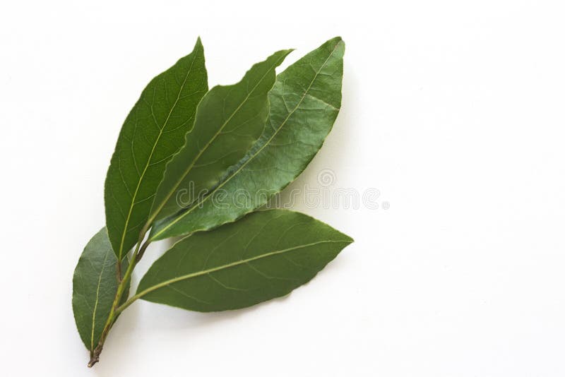 月桂树在白色背景的叶子分支库存图片 图片包括有有机 颜色 文化 常青树 成份 厨房 自然 月桂树在白色背景的叶子分支库存图片 图片包括有有机 颜色 文化 常青树 成份 厨房 自然