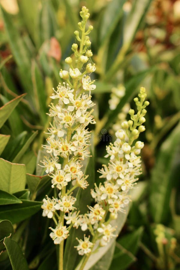 月桂树树篱两个花钉开花 樱桃月桂树 李属rotundifolia 库存图片 图片包括有及早 月桂树