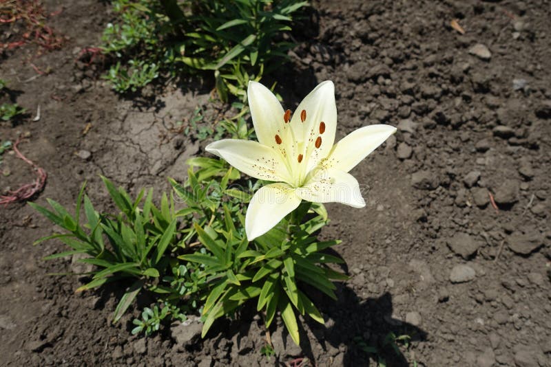 6月的百合花斑白花顶库存图片 图片包括有花粉 雌蕊 莱利亚 感激的 照亮 培养 户外