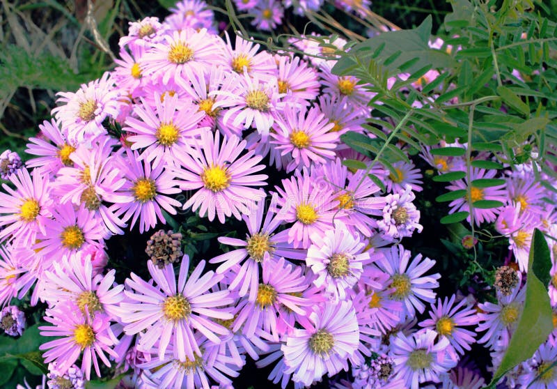 9月精美紫色小花 早期的秋天灌木花库存图片 图片包括有本质 设计 装饰 自治权 及早 黄色