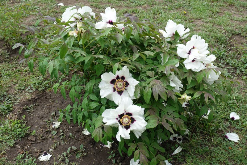 紫叶科目植物库存图片 图片包括有边缘 紫色 特写镜头 叶子 绿色 不同 锦紫苏 上色