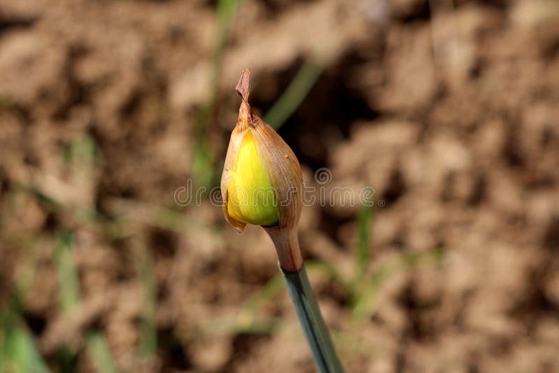 有黄色花的水仙或黄水仙四季不断的草本生球根隐芽植物开花植物连续被种植在旁边库存图片 图片包括有黄水仙 水仙