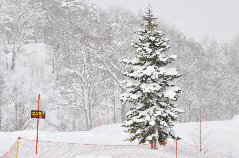 有山的雪森林在札幌 北海道日本1月2日 库存图片 图片包括有国家 地区 旅行 森林 通过 有山的雪森林在札幌 北海道日本1月2日 库存图片 图片包括有国家 地区 旅行 森林 通过