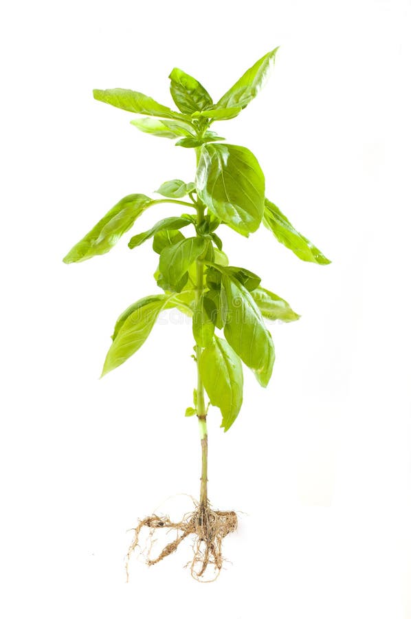 有根的蓬蒿植物库存图片 图片包括有查出 春天 夏天 从事园艺 香料 庭院 男低音 绿叶