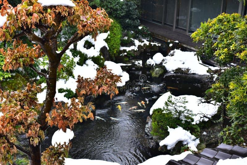 有白色雪的日本庭院库存图片 图片包括有有白色雪的日本庭院 有白色雪的日本庭院库存图片 图片包括有有白色雪的日本庭院