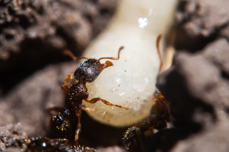 蚂蚁和茧库存照片 图片包括有本质 普帕 抗酸剂 栖所 关闭 一起 许多 蜂巢 详细资料 蚂蚁和茧库存照片 图片包括有本质 普帕 抗酸剂 栖所 关闭 一起 许多 蜂巢 详细资料