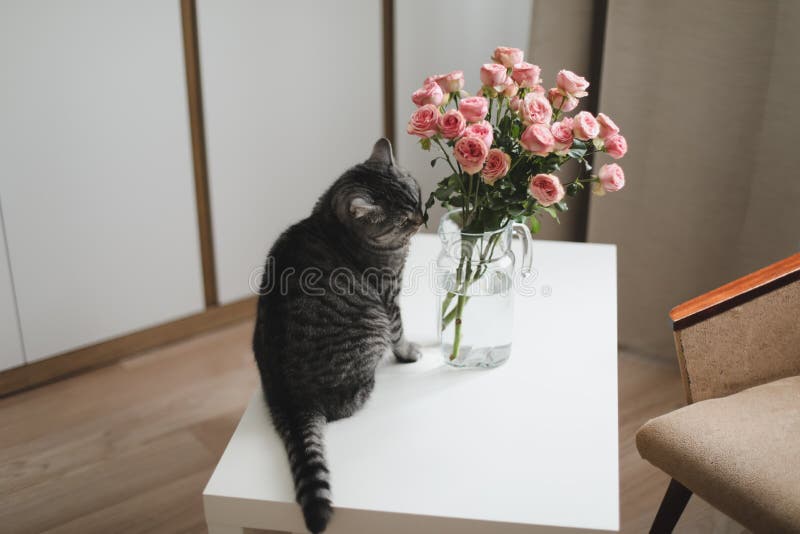 逗人喜爱的猫和花瓶有花的在桌上库存图片 图片包括有 110885725