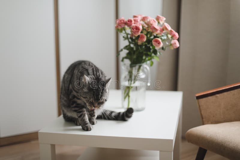 逗人喜爱的猫和花瓶有花的在桌上库存图片 图片包括有哺乳动物 好奇 小猫 家庭 扶手 本质