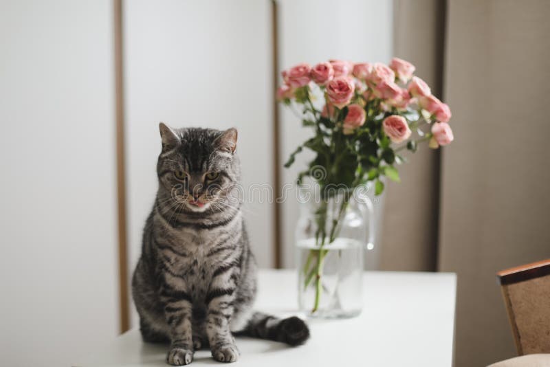 可爱的猫和桌上有花的花瓶 在温馨的家中摆着鲜花的可爱小猫库存图片 图片包括有户内 家具 可爱的猫和桌上有花的花瓶 在温馨的家中摆着鲜花的可爱小猫库存图片 图片包括有户内 家具