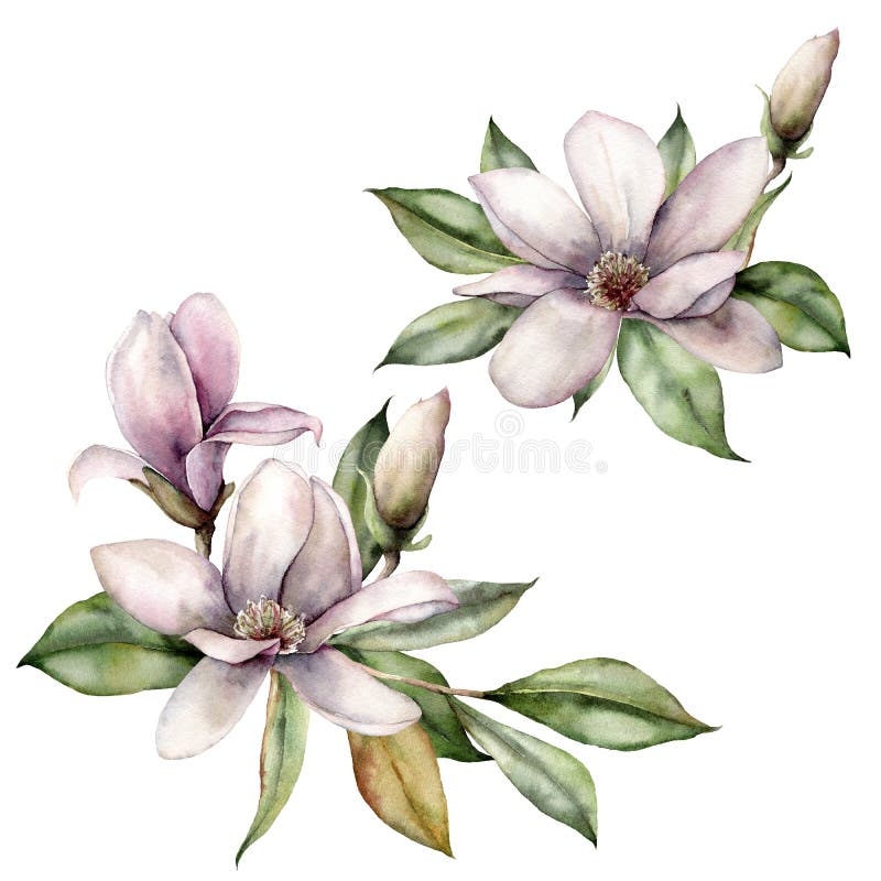 木兰枝水彩手绘花牌花束 花束 叶子 在白色上分离库存例证 插画包括有节假日 装饰 樱桃 木兰枝水彩手绘花牌花束 花束 叶子 在白色上分离库存例证 插画包括有节假日 装饰 樱桃