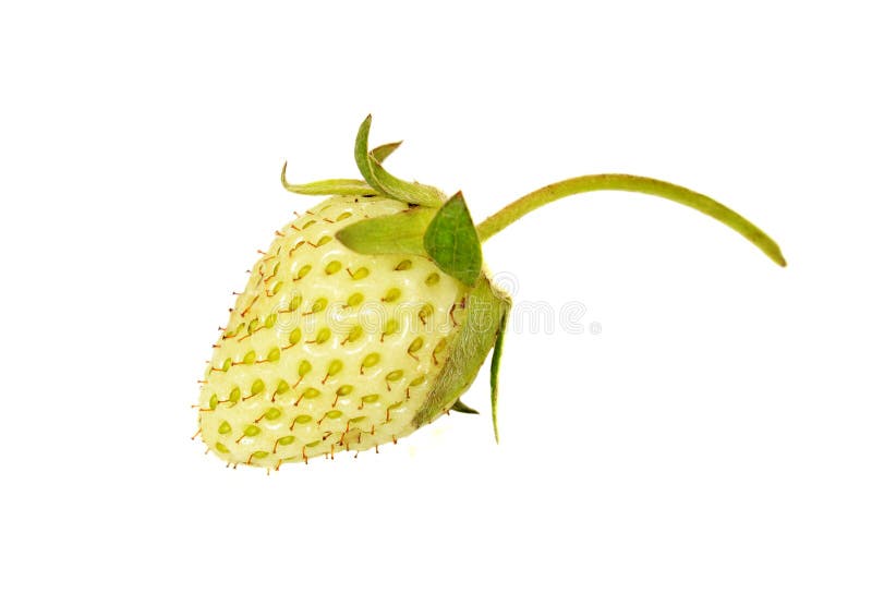 未成熟的草莓库存图片 图片包括有查出 词根 没人 绿色 概念 远期 空白 有机 食物 未成熟的草莓库存图片 图片包括有查出 词根 没人 绿色 概念 远期 空白 有机 食物