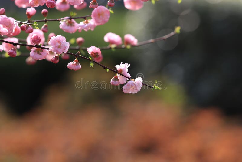 罕见的红色李子叶子杜娟花花库存图片 图片包括有 罕见的红色李子叶子杜娟花花库存图片 图片包括有