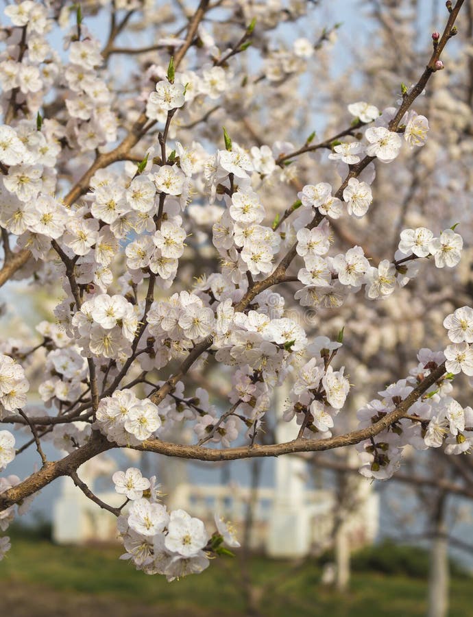 杏子花开花库存照片 图片包括有本质 庭院 粉红色 绽放 天空 特写镜头 工厂 公园