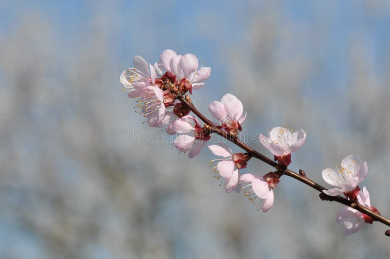 杏子花库存照片 图片包括有植物群 芬芳 香味 开花 任意 开花的 庭院 女衬衫 关心