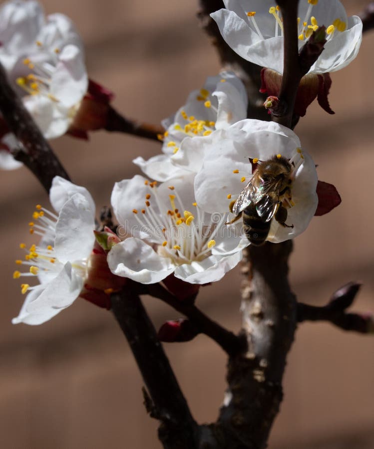 杏花上野蜂的特写摄影库存照片 图片包括有通配 关闭 宏指令 昆虫 花蜜 本质 绽放